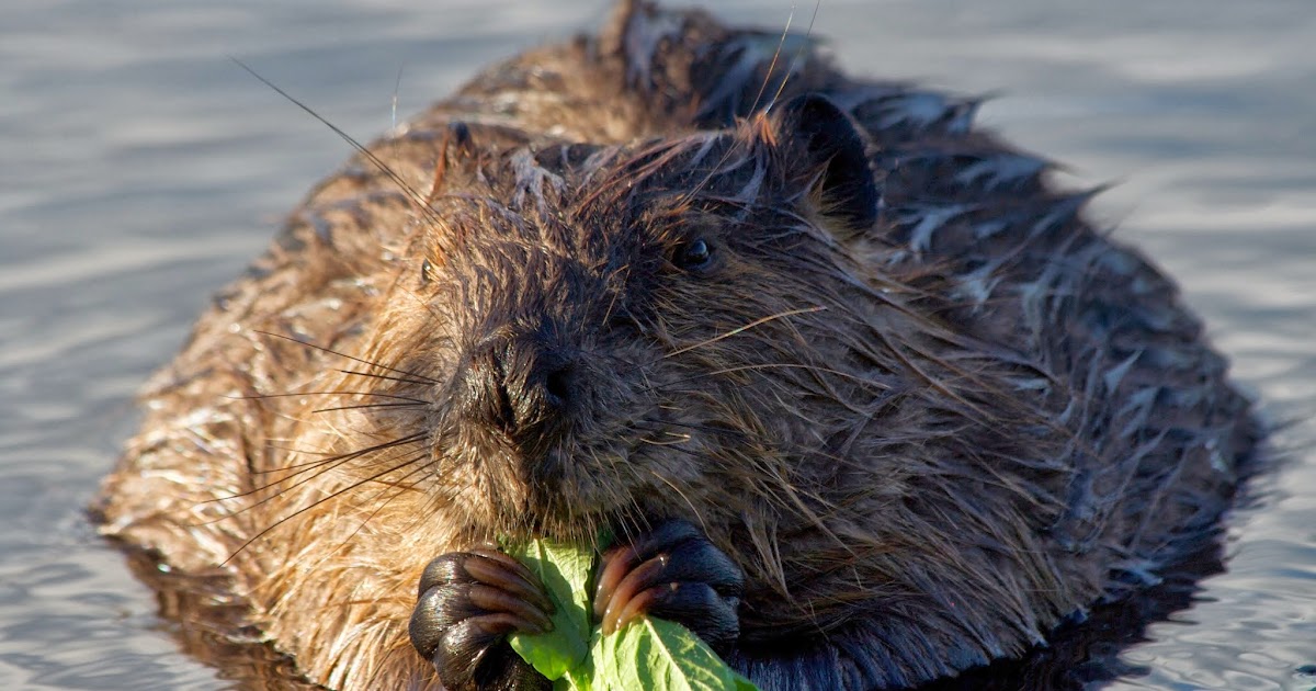 Vermont State Parks Animals in Winter Beaver