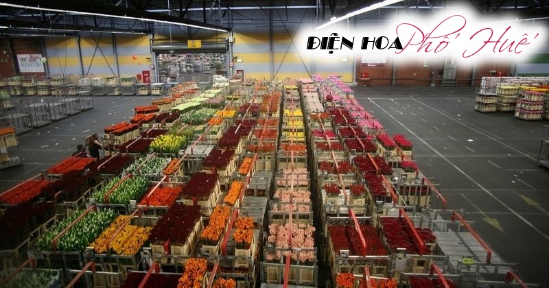 [Image: Ghe-tham-cho-hoa-tuoi-khong-lo-o-Ha-Lan-9.jpg]