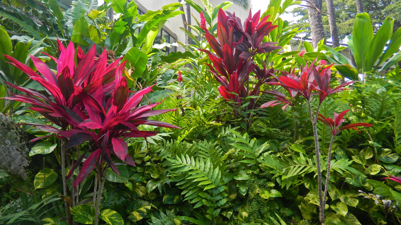 The Traveling Gardener The Tropical Paradise of Oahu