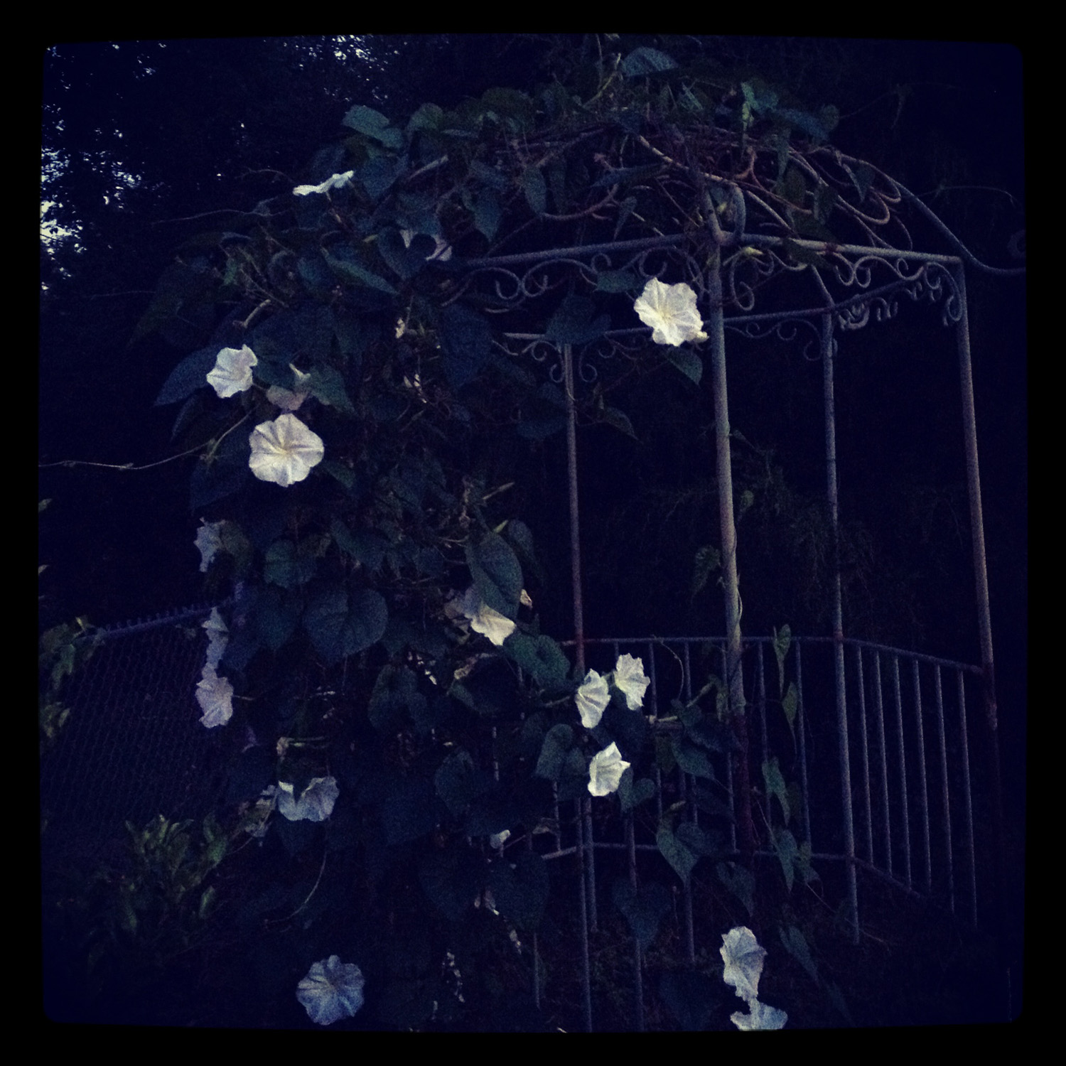 Halcyon Days Moon Flowers