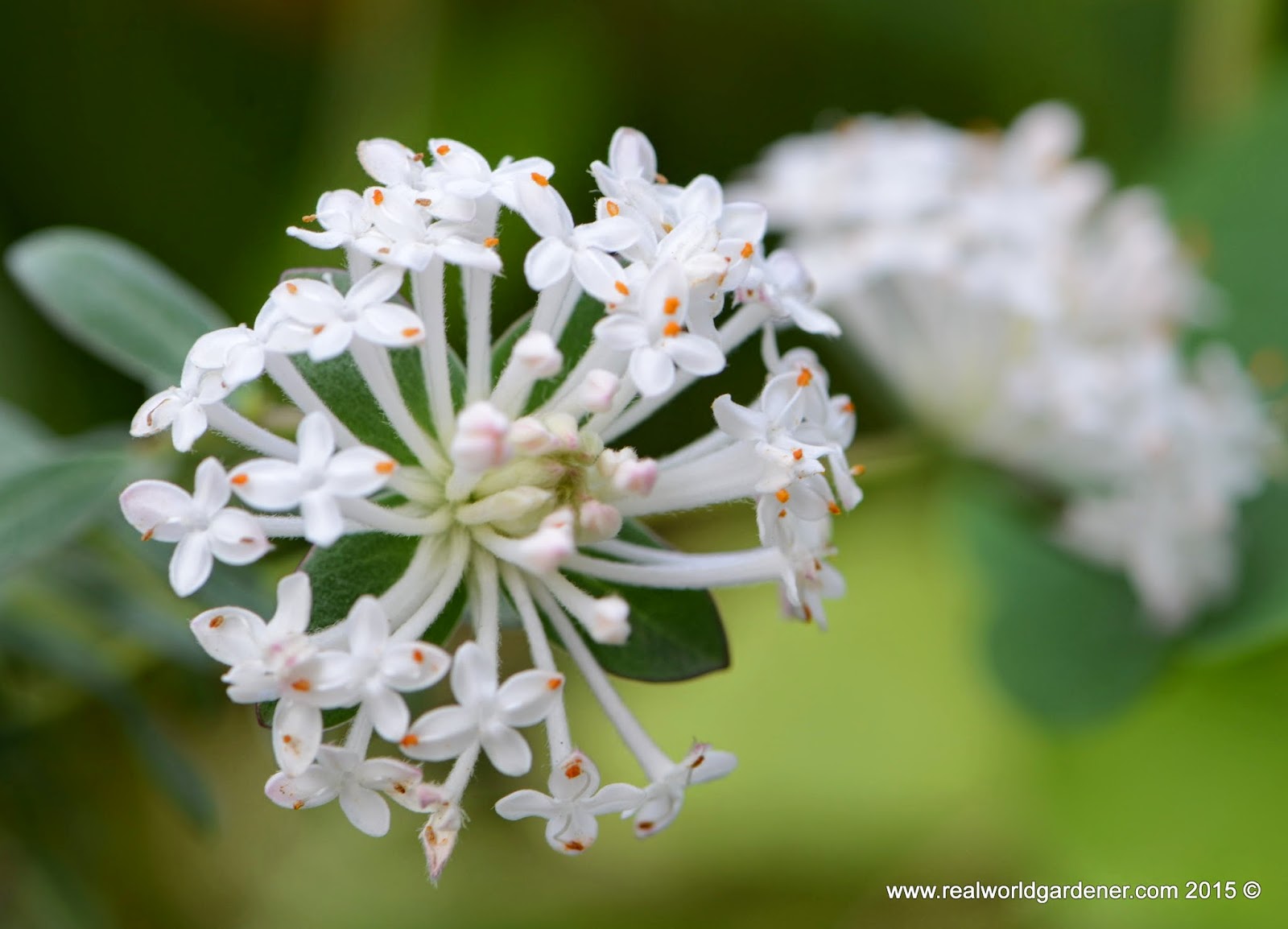 Three Dogs In A Garden Hydrangeas Care Basics Old New Varieties