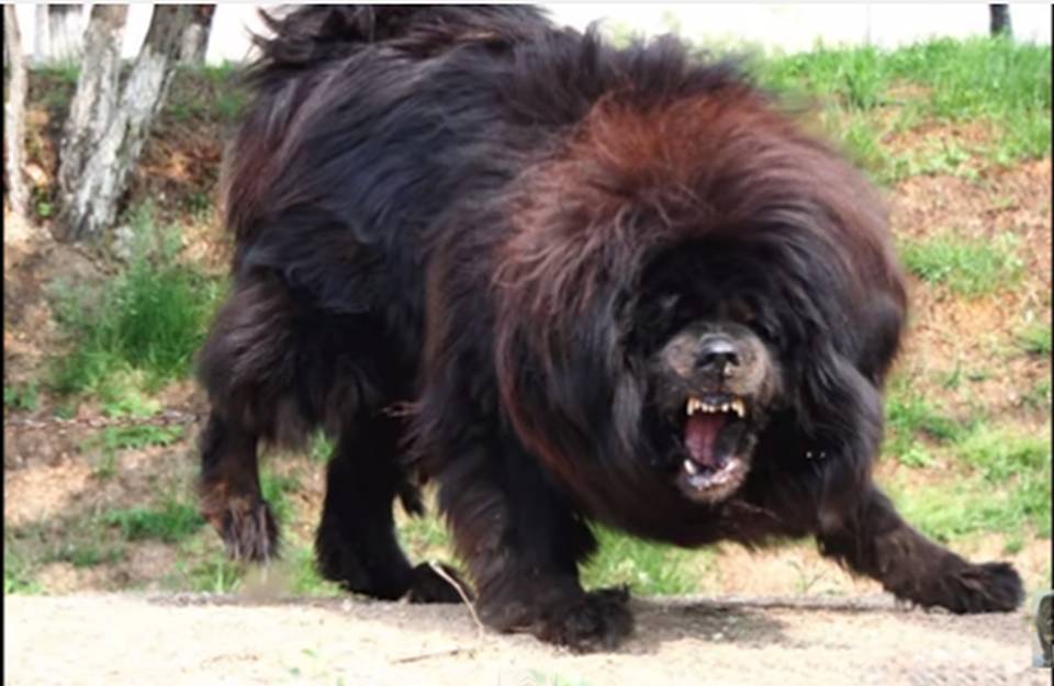 Top ten guard Dogs in the world