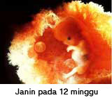 Hudamen: Perkembangan Bayi Minggu ke 12 dan Minggu ke 13