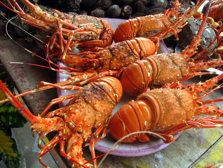 Resultado de imagen para fotos de ostiones y langostas