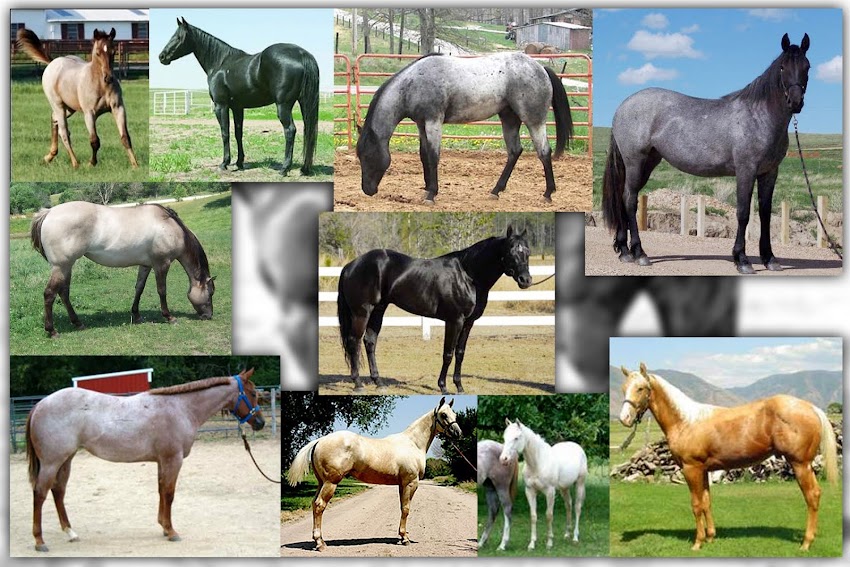 1 and 2 year old stallions for sale