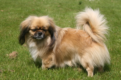 tibetan spaniel near me