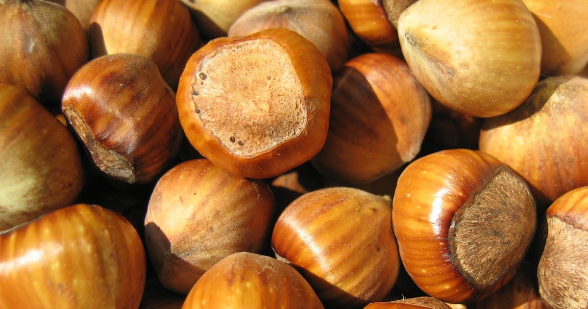 Temperate Climate Permaculture What’s in a name? Hazelnut vs. Filbert vs. Cobnut