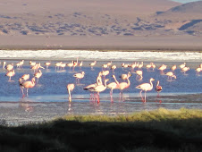 Flamingos in Uyuni Desert, Bolivia