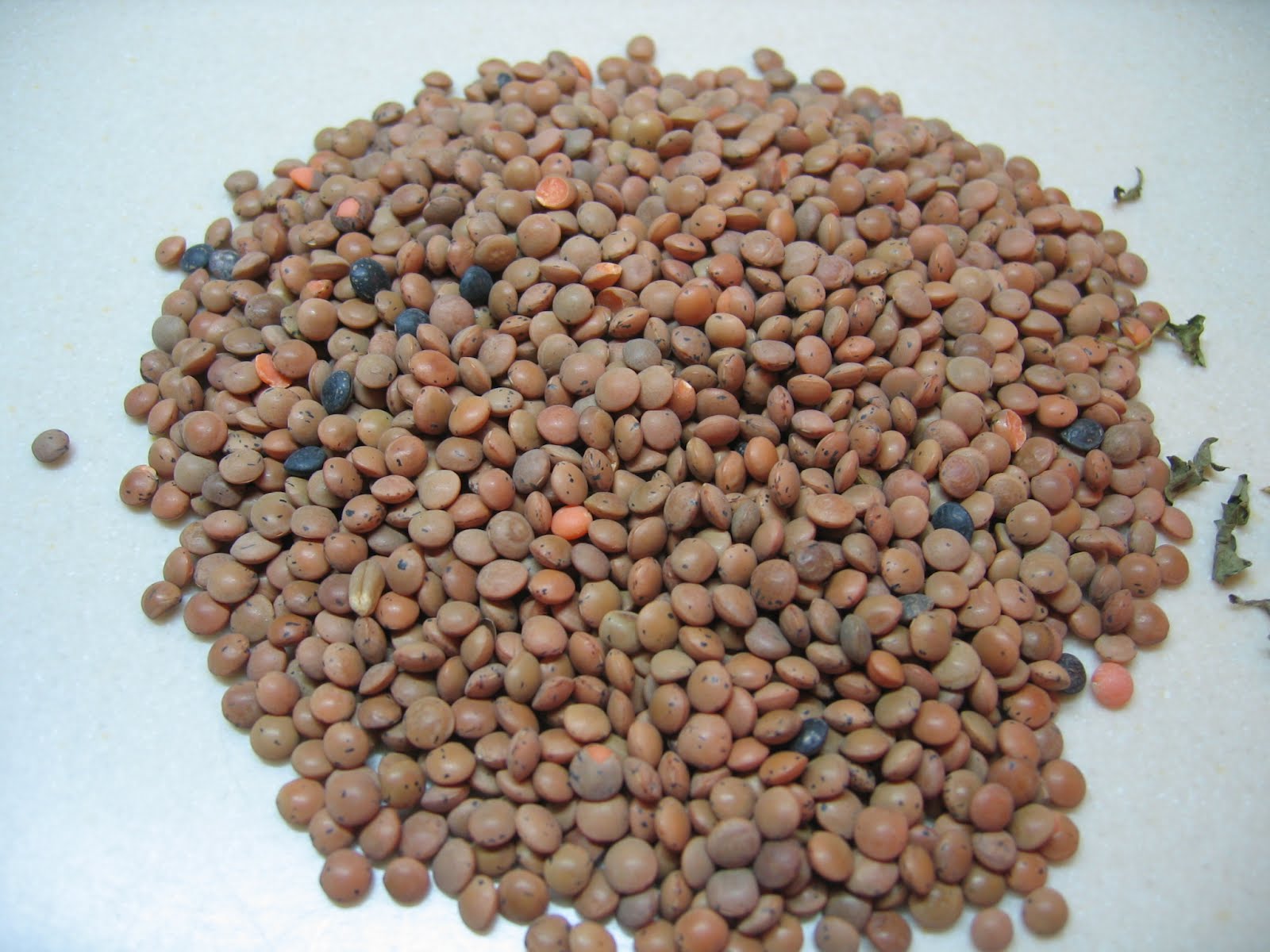 Zeytinagaci Kabuklu Kirmizi Mercimekle Corba