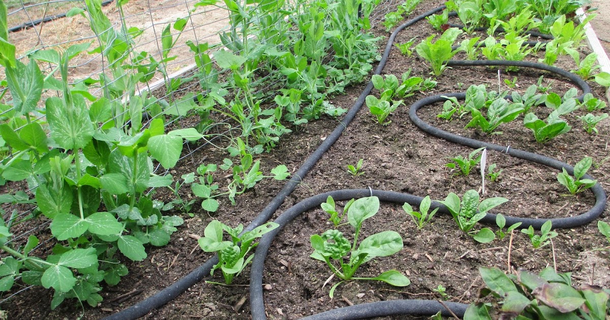 Andie's Way: Irrigation System - Soaker Hoses