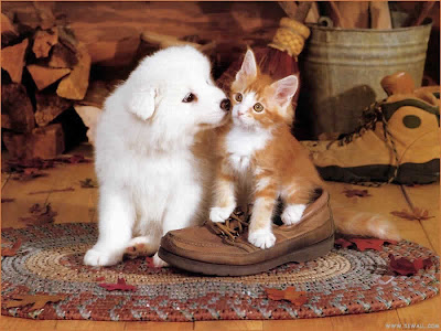 dog-and-cat-photo-white-dog-playing-with-cat_800x600_4081.jpg