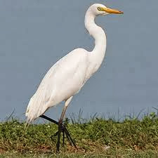 Bildergebnis für கொக்கு