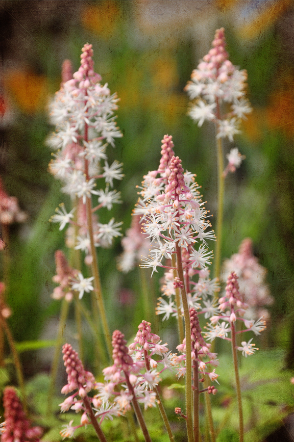 Three Dogs in a Garden Temptation