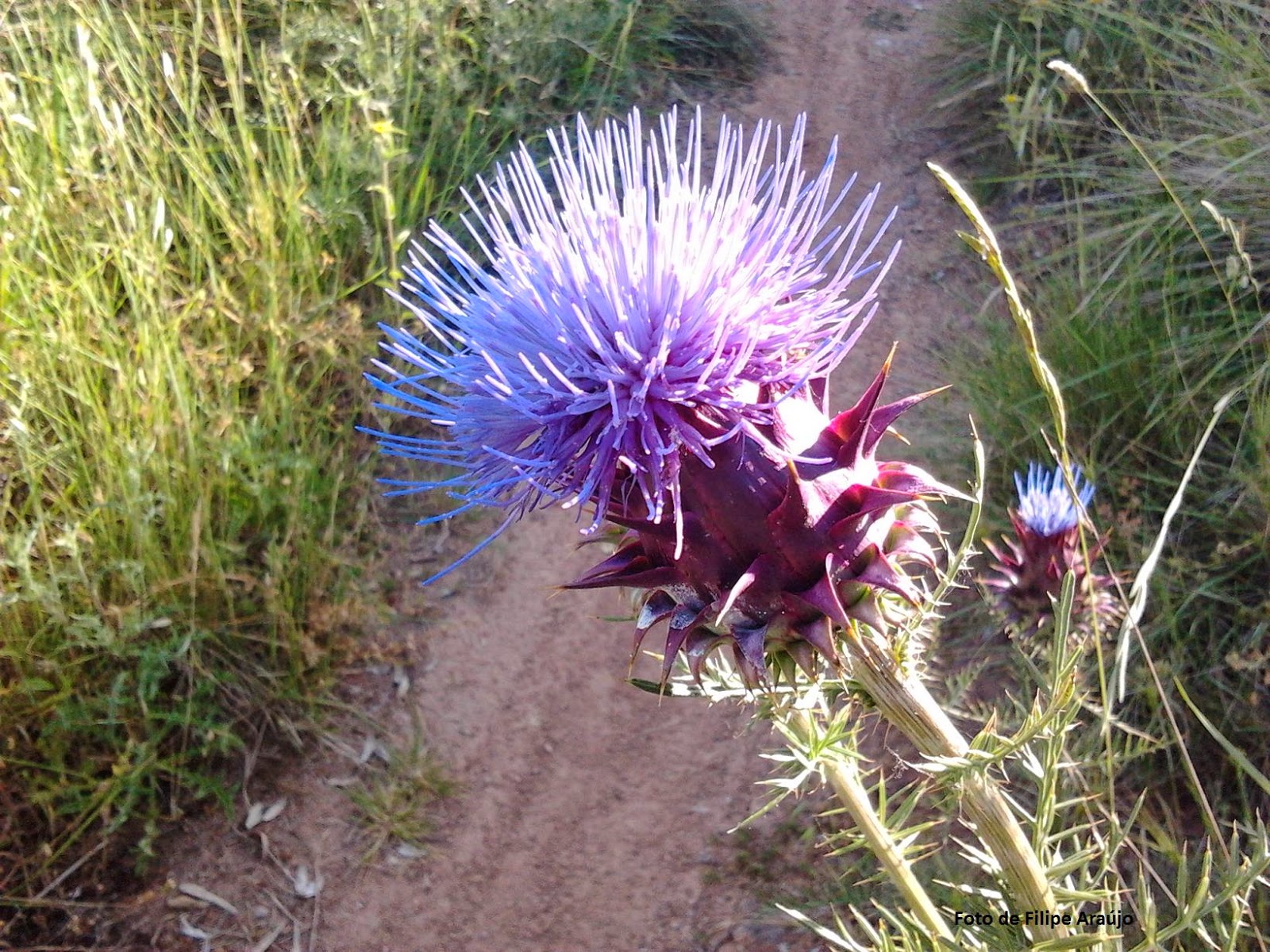 Alcachofra-brava (Cynara humilis)