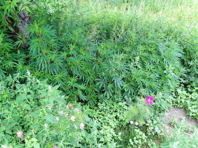 White Swan Properties Blogspot Boxwoods For Ontario Landscapes