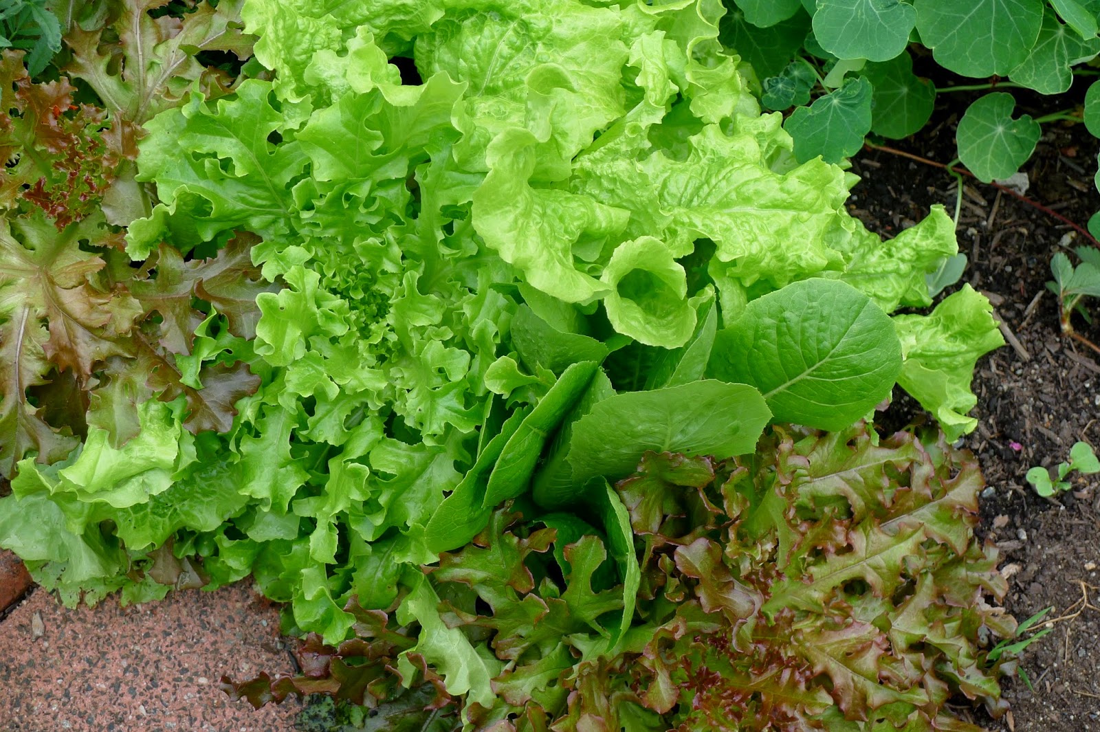 Less Noise, More Green Edible Landscape Project: Mesclun Lettuce, Lactuca sativa, annual, vegetable