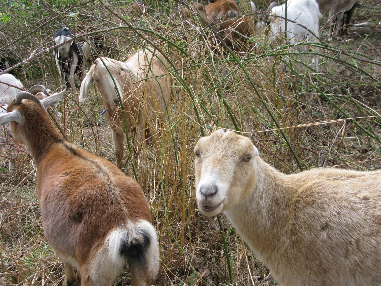 Homo Faber Working goats!