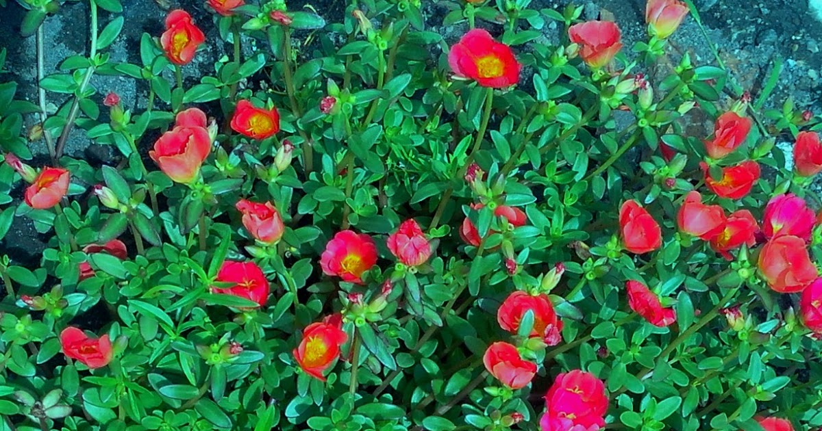 invitation to smell the flowers Vietnam Rose