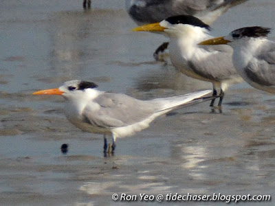 Lesser Crested Tern (Sterna bengalensis)
