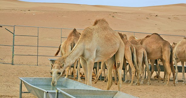 Ayo Beternak Unta Berita Pertanian