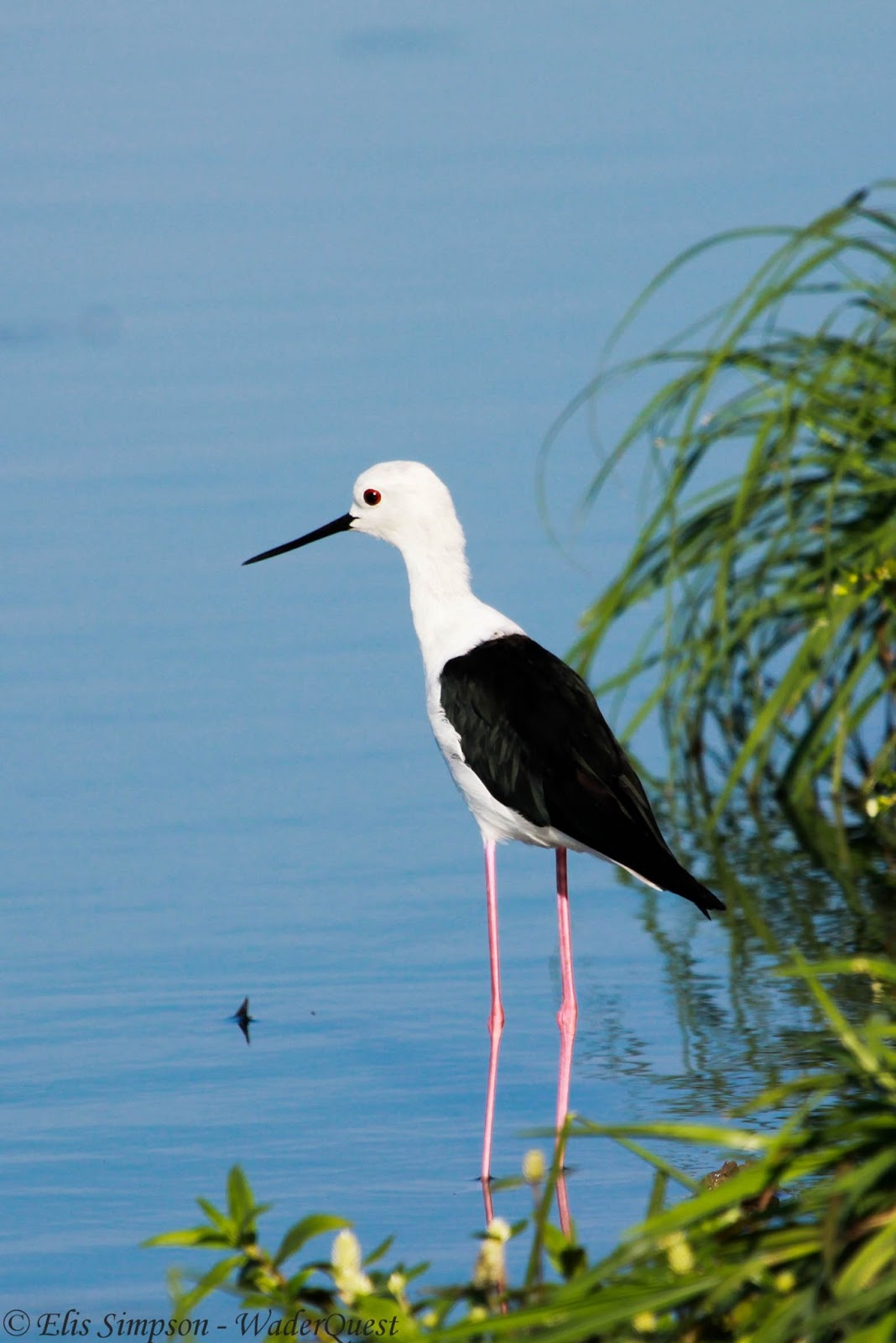 Wader Quest The world of stilts.