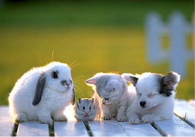 cute animal wallpapers. cute animals wallpapers.