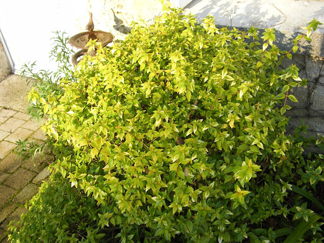 Roses Du Jardin Cheneland Abelia X Grandiflora Panache