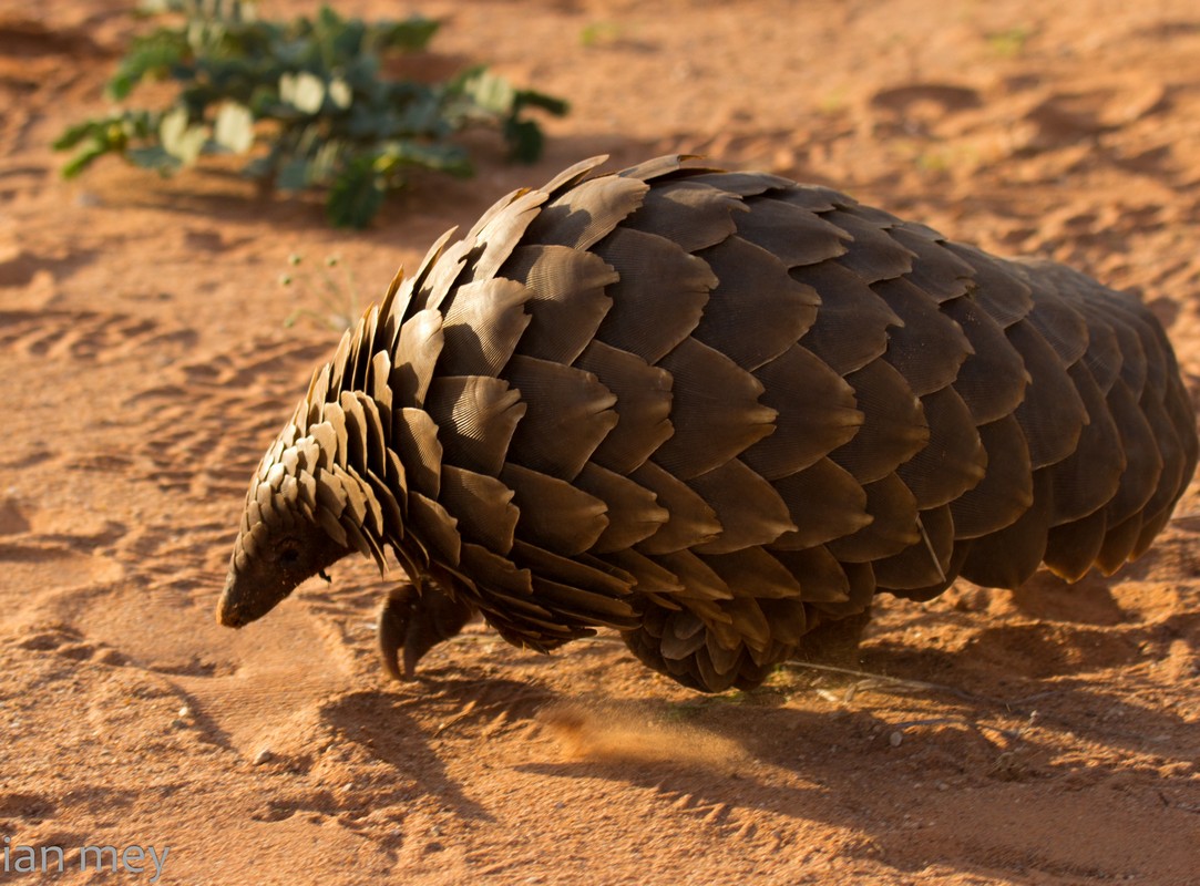 Pangolin | Animal Basic Facts & Pictures | The Wildlife