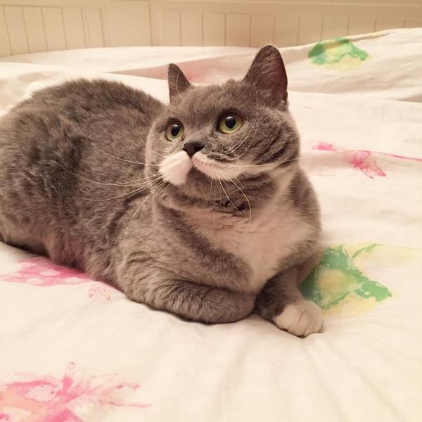 Ситронель - кошка с необычными усами Ситронель - кошка с необычными усами