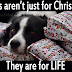 Οι σκύλοι δεν είναι μόνο για τα Χριστούγεννα...