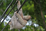 It's called the Brown Throated 3 toed Sloth creative name! ;-/ costa rica sloth 