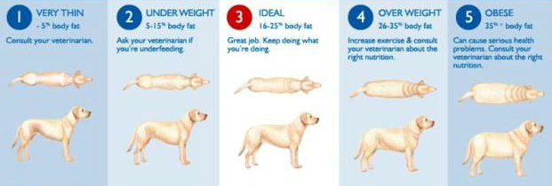 Canine Obesity Chart