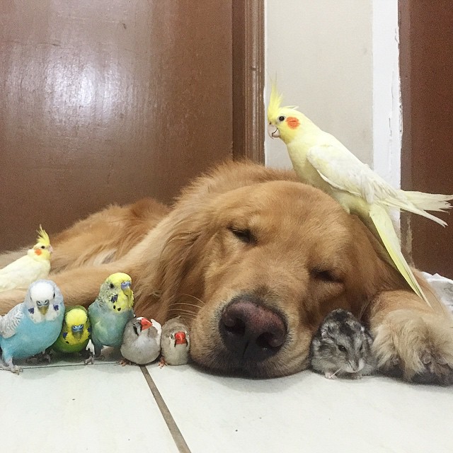 Bob the golden retriever snuggling with his bird and hamster friends, a dog 8 birds and hamster, cute golden retriever photos