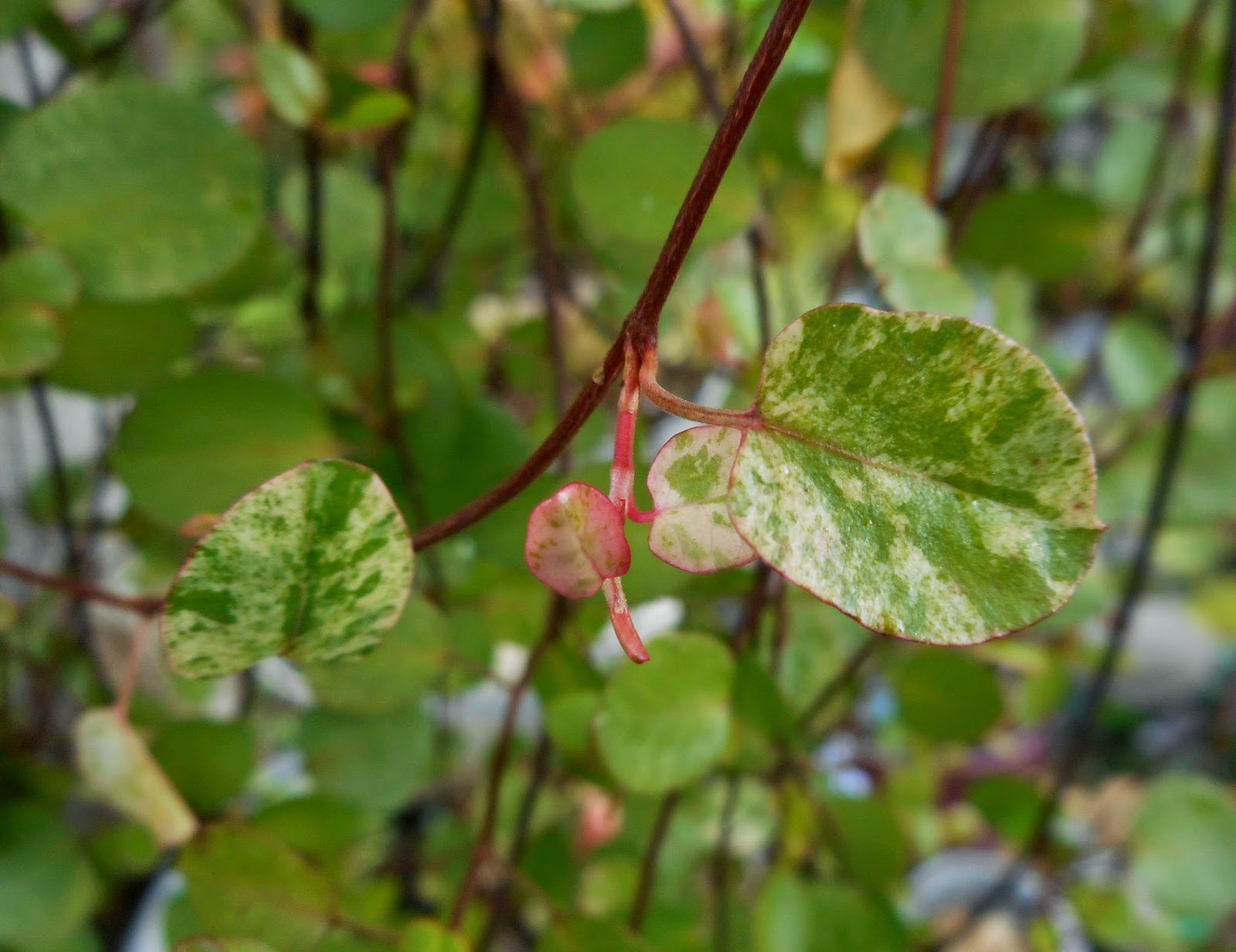 Shrub Identification 02 Symphoricarpos Albus
