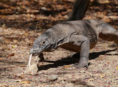 Komodo Dragon