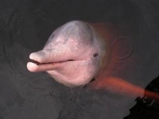 Боливийский речной дельфин