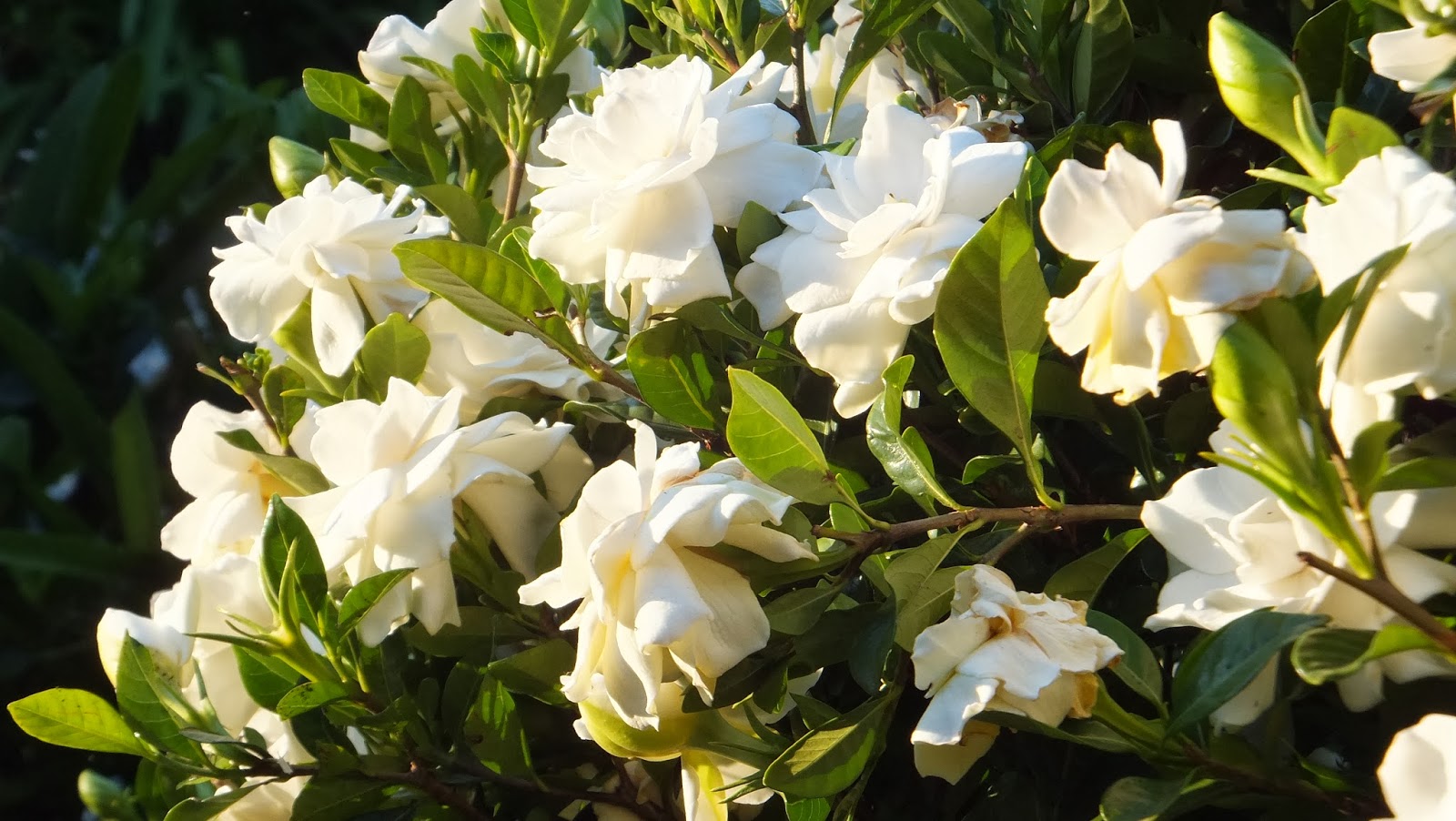 Travels With Wesley A Strong Immortal Hope