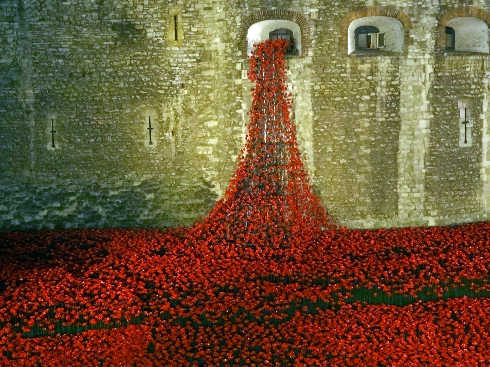 Poppies in Rememberance