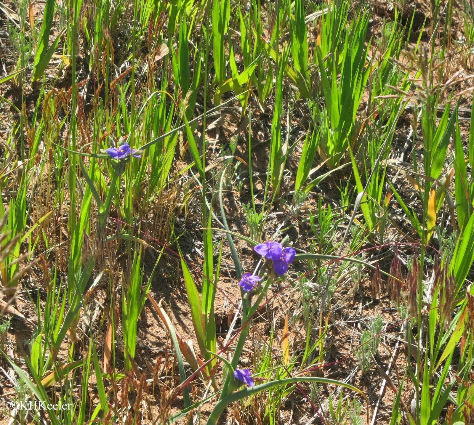 spiderwort spiderwort