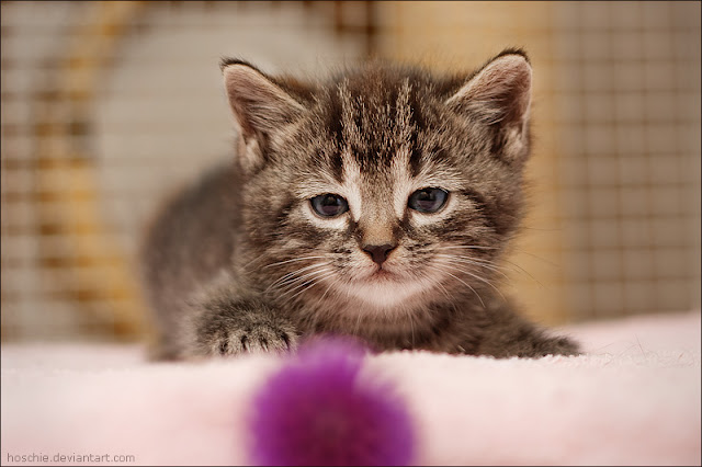 cute adorable kitten pictures
