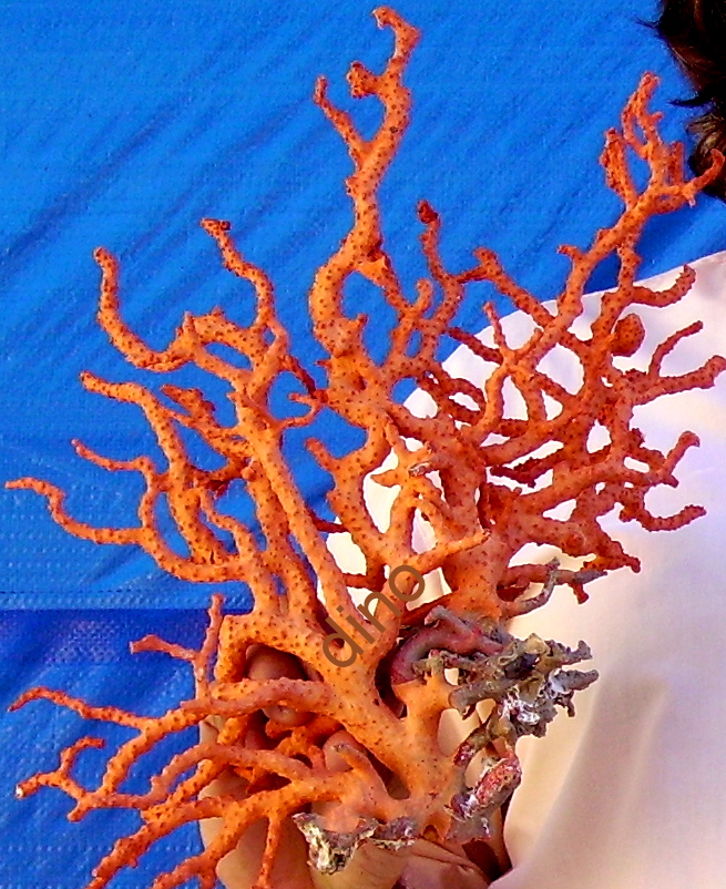 La pesca artesanal del coral rojo, buceo. Fishing red coral for sale