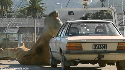 sea-lion-smashing-car-funny-pictures-ani