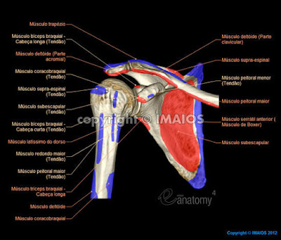 Reabilitação do Ombro Reabilitação Aplicada à Articulação do Ombro