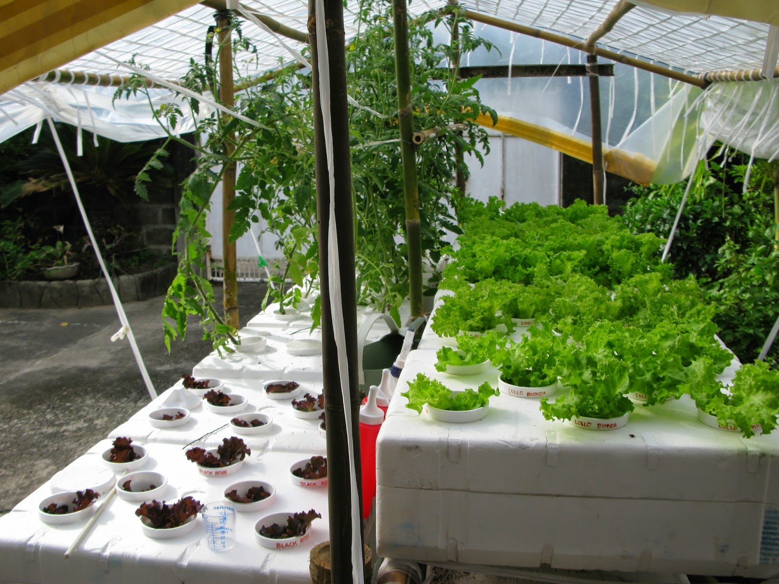 Karen Sioson Watercolors DIY Styro Fruit Box Watercolor Paper Stretcher