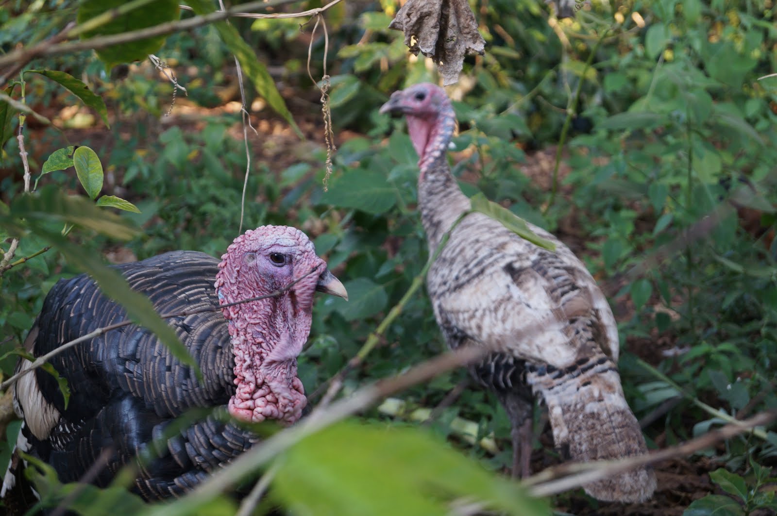 Turkey/Guajalote