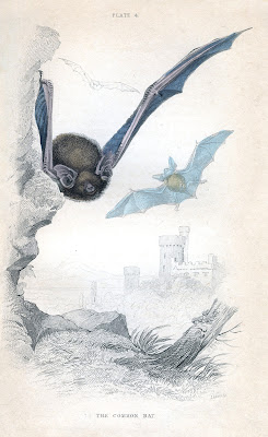 bats%2Bnatural%2Bhistory%2Bvintage%2Bimage%2Bgraphicsfairy006sm.jpg