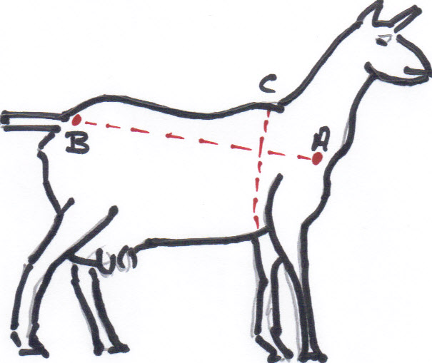 CraigardCroft How to weigh a goat with a piece of string