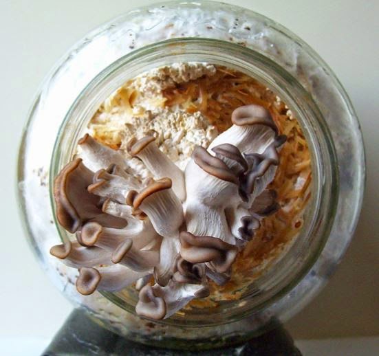 Grow your own mushrooms Oyster mushrooms on coffee groundsLittle