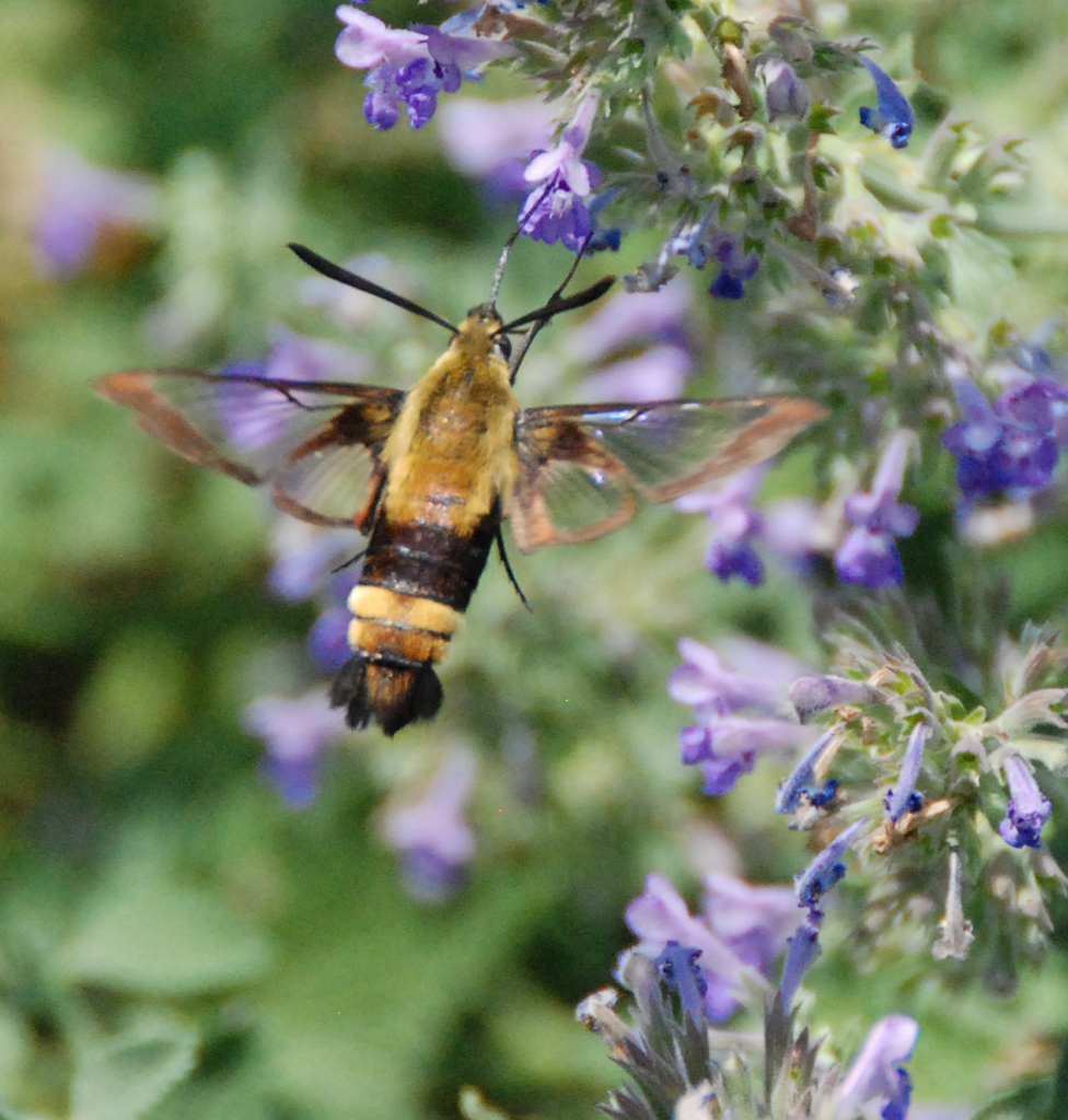 bumblebee moth