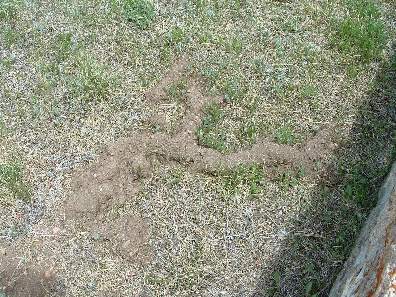 Colorado Mountain Gardener Voles or pocket gophers what's eating